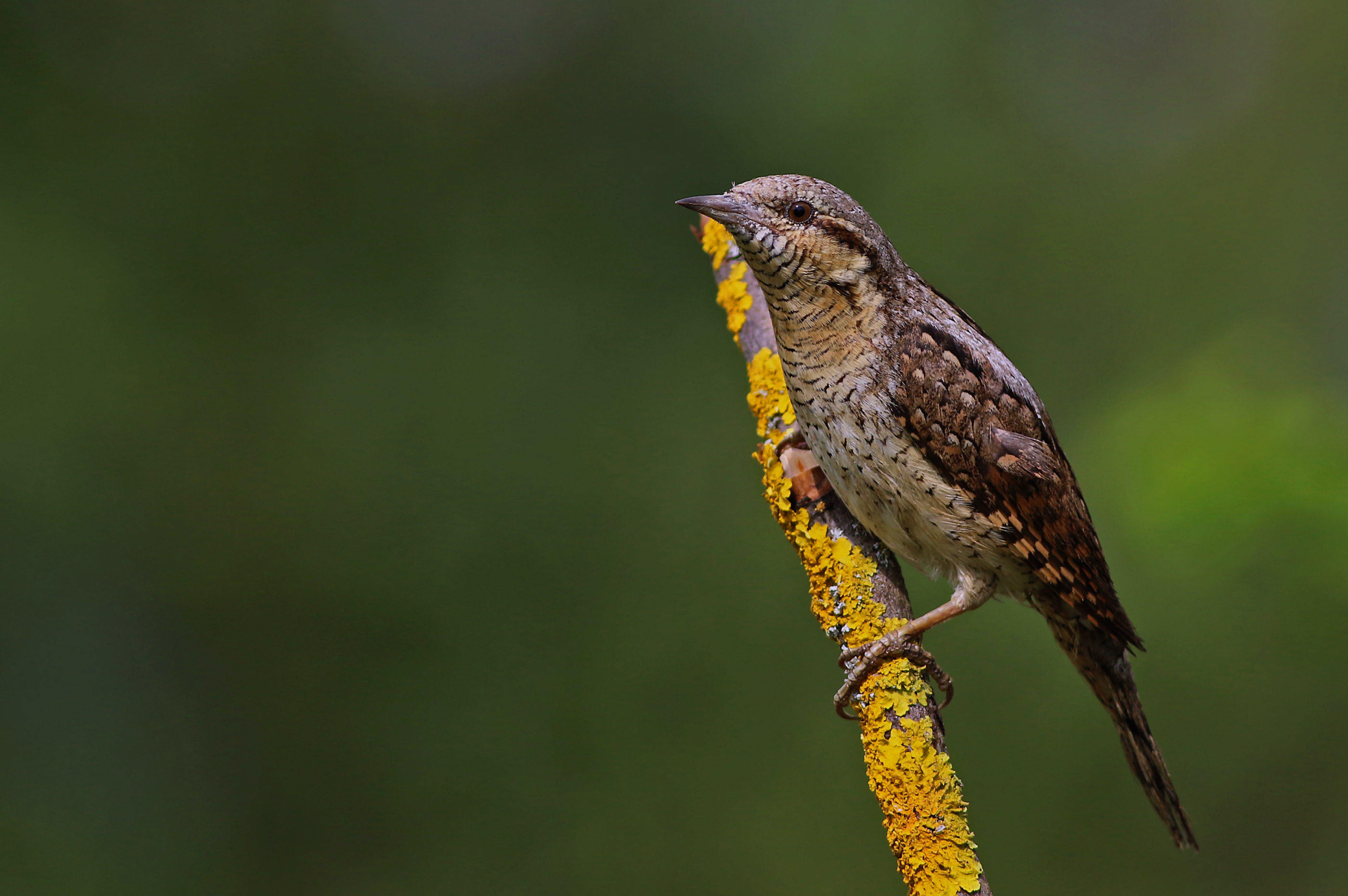 Eurasian Wryneck